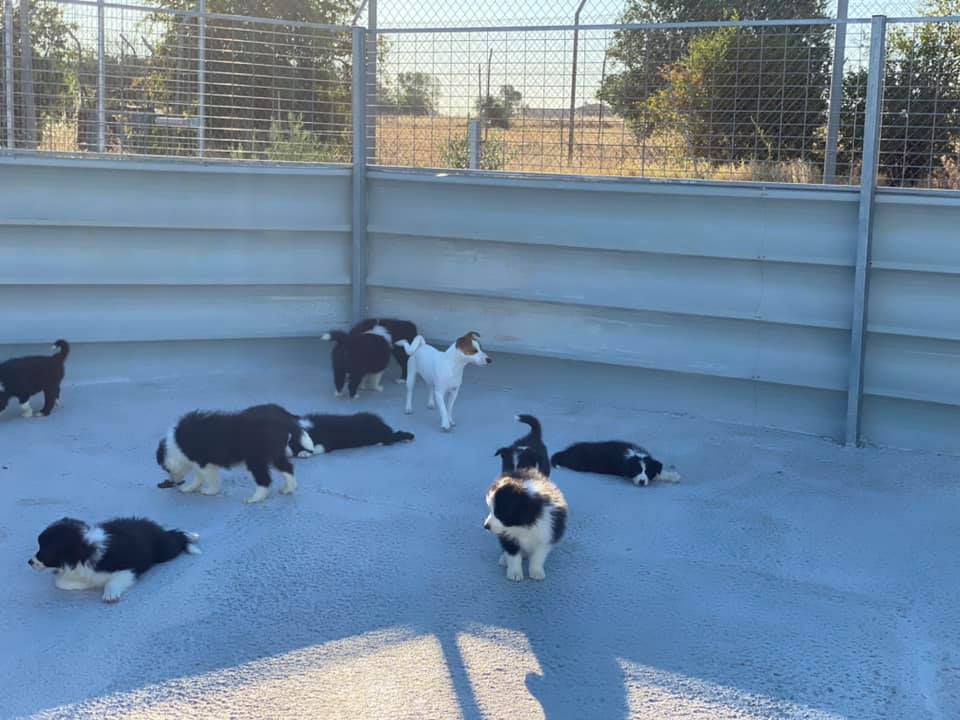 zona donde se encuentra varios cachorros de border collie y 1 jack russell adulto