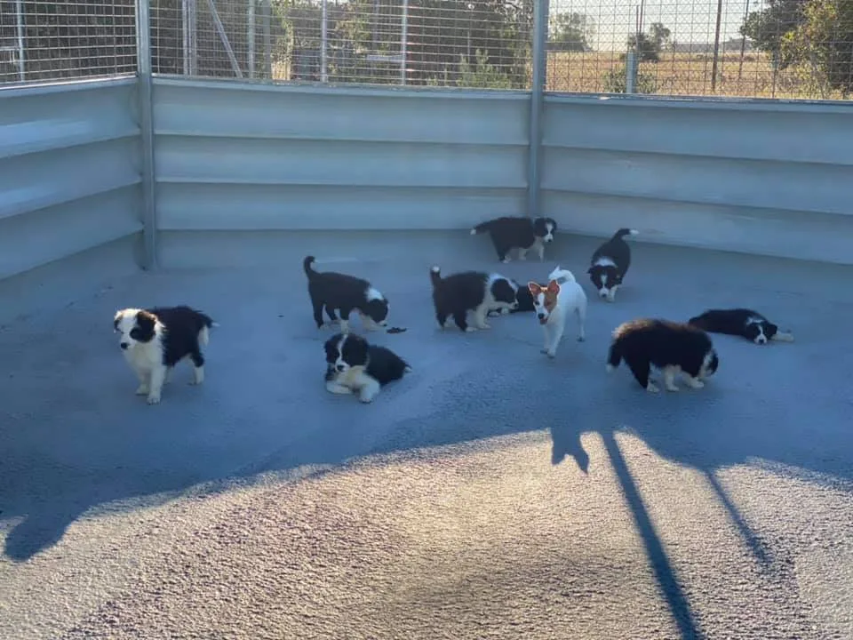 zona donde se encuentran nueve cachorros de border collie y 1 jack russell adulto