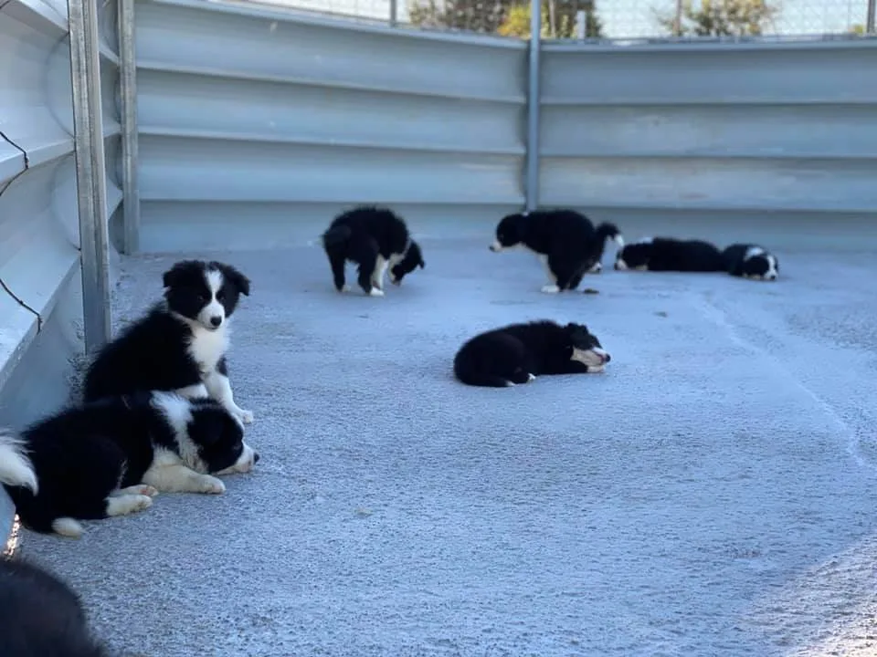zona donde se encuentra una manada de border collie y todos con el mismo patron de color blanco y negro