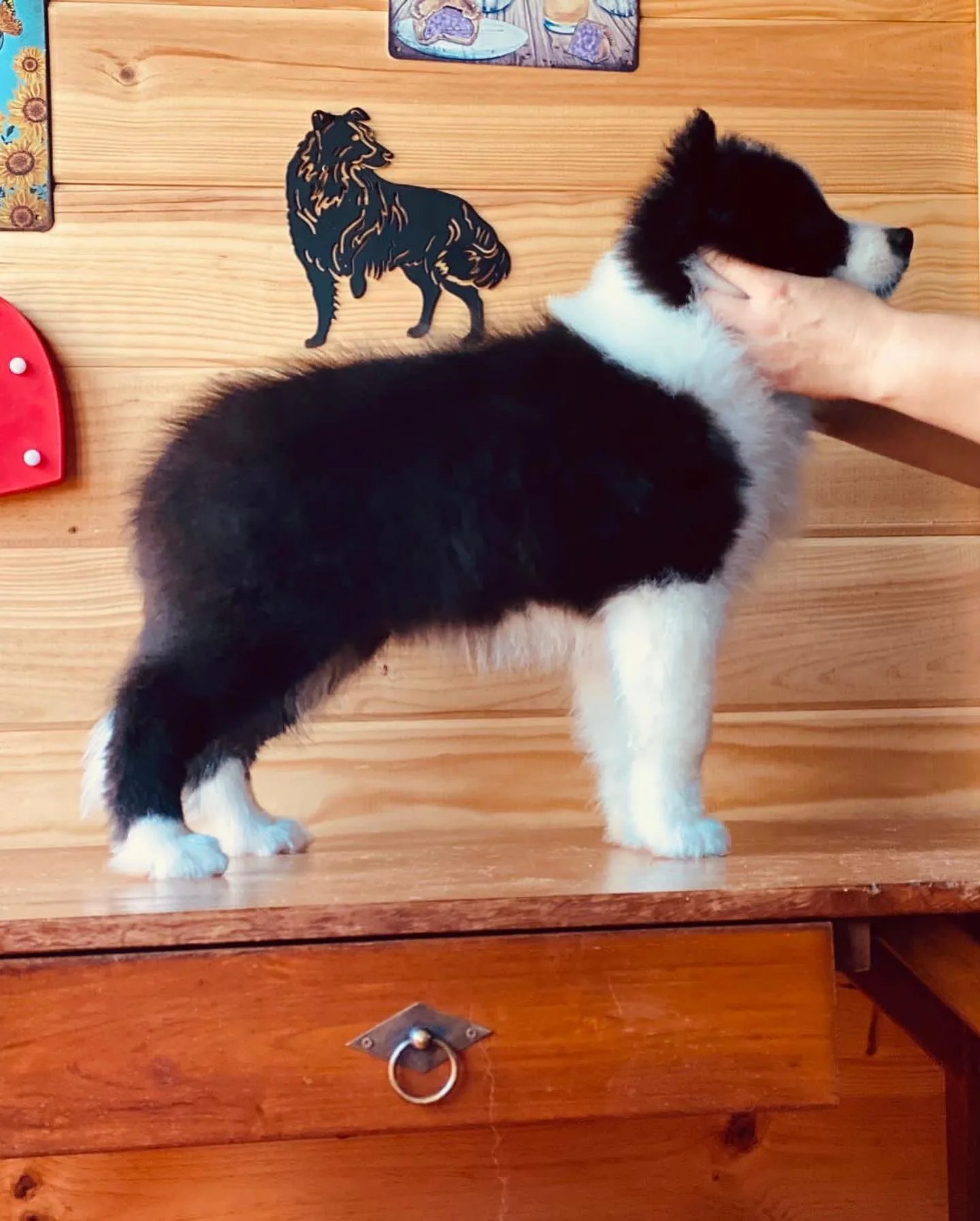 muestra un border collie de color blando y negro, de perfil, encima de un mueble de madera