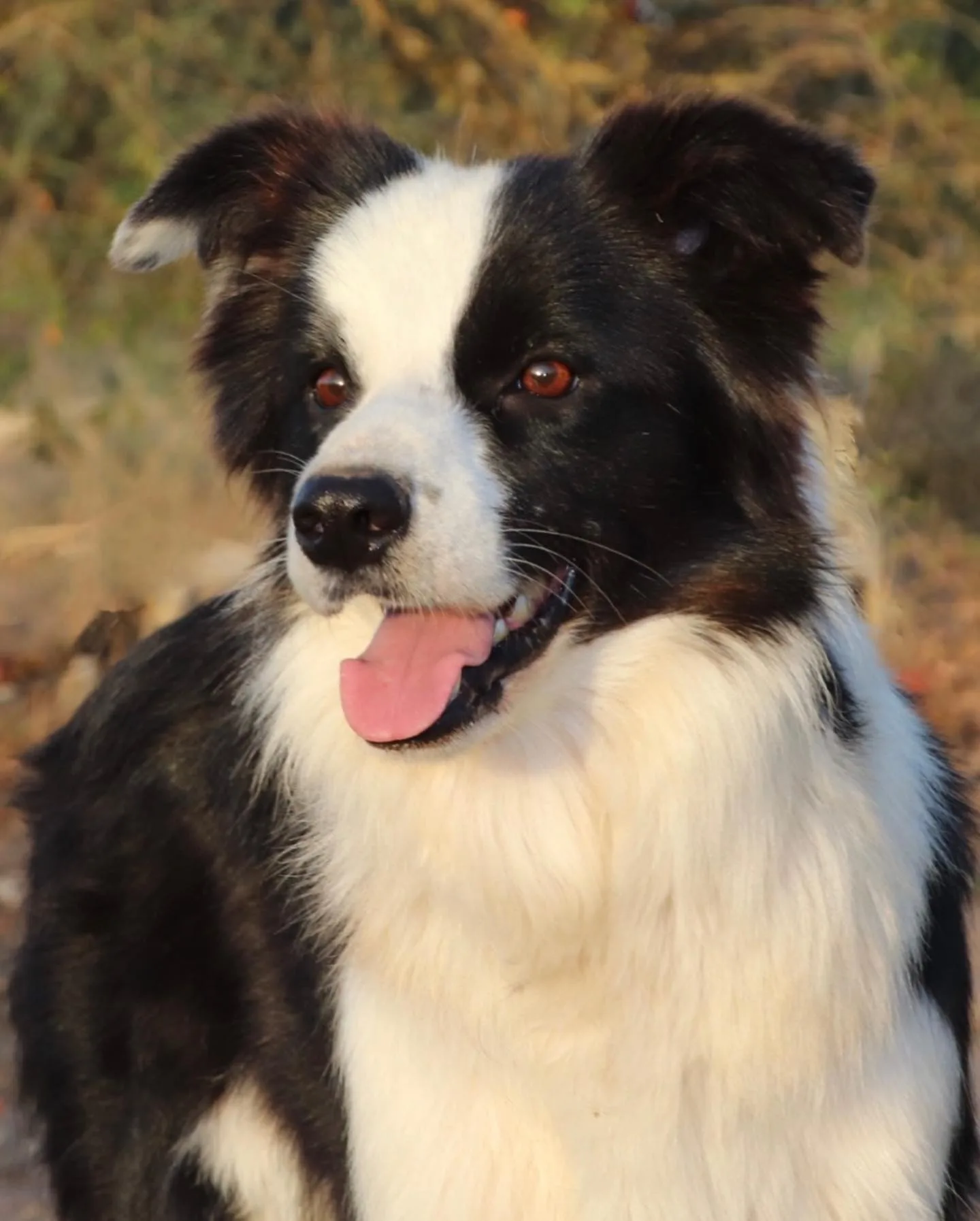border collie adulto con colores blanco y negro y ojos marrones en el campo con un fondo de arbustos y vegetación