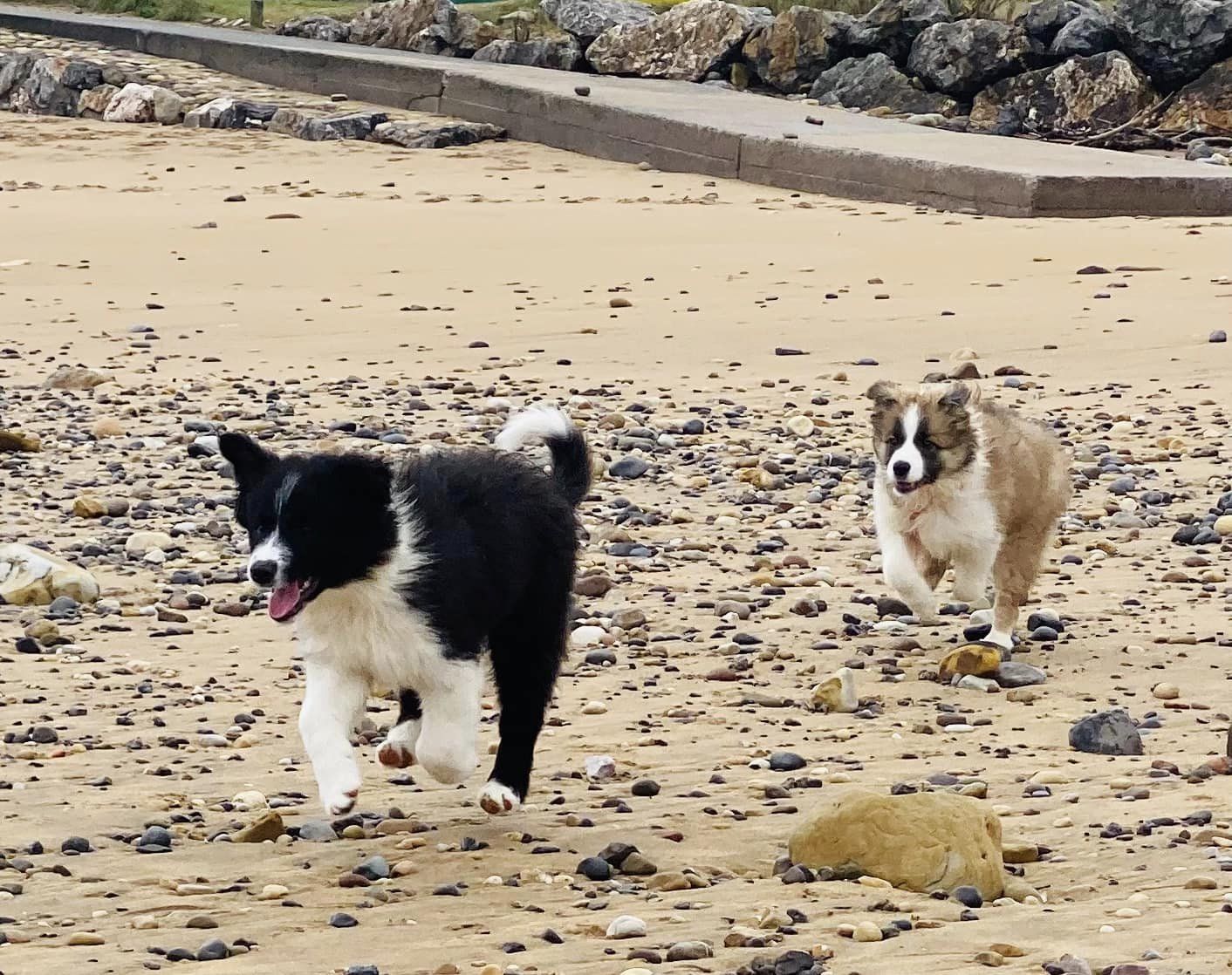 dos perros border collie un macho con colores blanco y negro, y una hembra con colores lila tricolor, estan saltando alegremente mientras pasean por la playa en una zona donde hay muchas piedras