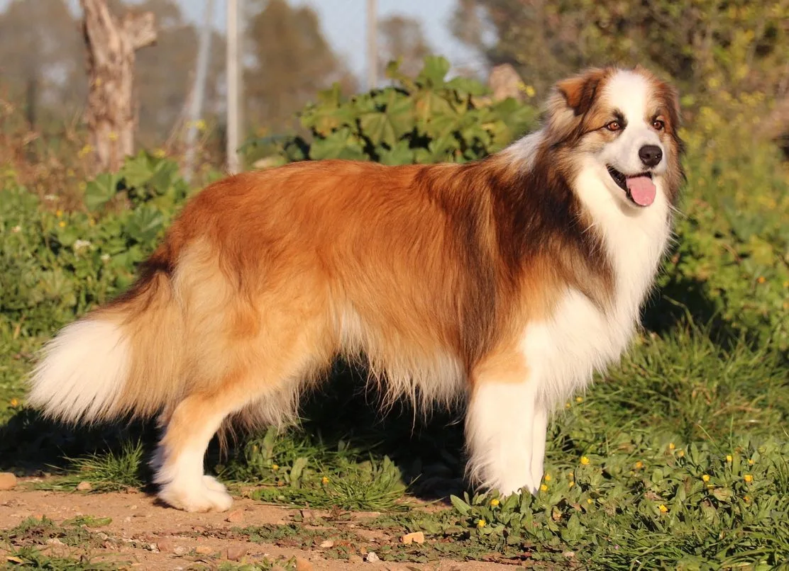 border collie con color sable, de fondo se puede ver mucha vegetación