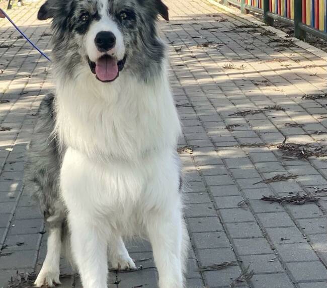 border collie con color azul mirlo, de fondo se puede ver que esta en un parque