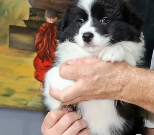 se aprecia en la imagen un cachorro de border collie con colores blanco y negro, se observa ademas que lo esta cogiendo una persona en brazos
