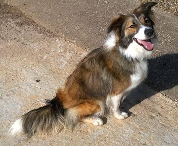 Sandra, un border collie tricolor con colores marrón, blanco y negro agrisado