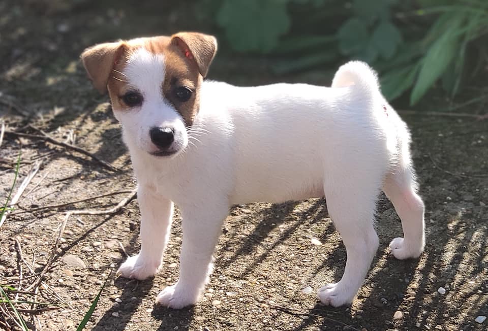 cachorro jack russell de unos 3 meses de color marron y blanco y ojos marrones, mirando a camara de lado
