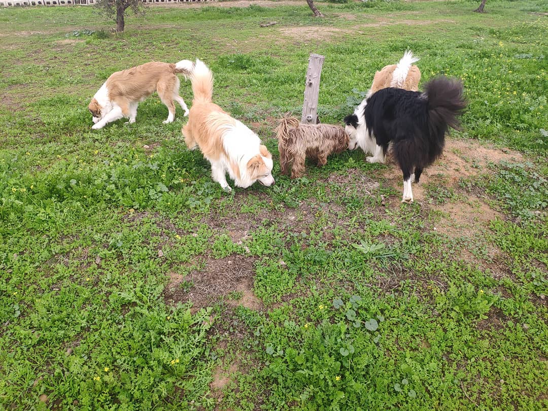 un grupo 4 border collie y un perro desconocido 3 hembras y 1 macho las 3 hembras son de color marron claro y blanco y el macho de color blanco y negro, se estan conociendo