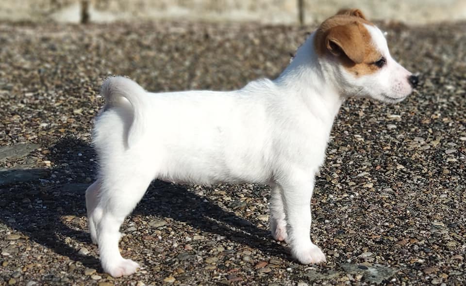 jack russell de 3 meses de color blanco y marron mirando a la derecha