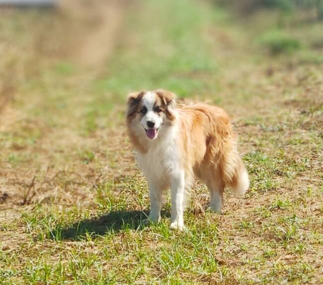 perro border collie con los colores marron claro y blanco mirando a la camara a lo lejos con alegria