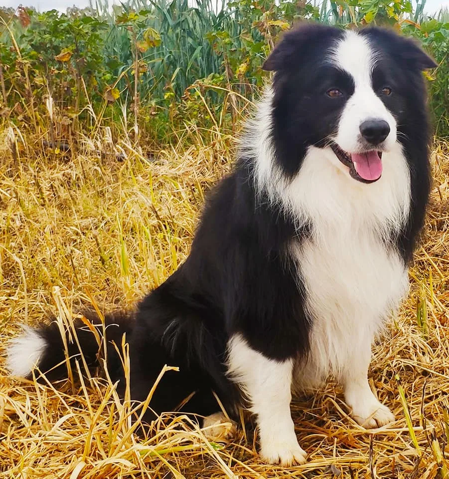 perro border collie, con los colores blanco y negro sentado en el césped seco, rodeado de vegetación