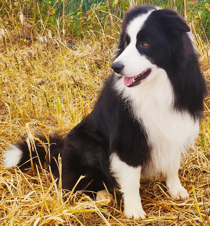perro border collie, con los colores blanco y negro sentado en el césped seco y mirando a la izquierda, rodeado de vegetación