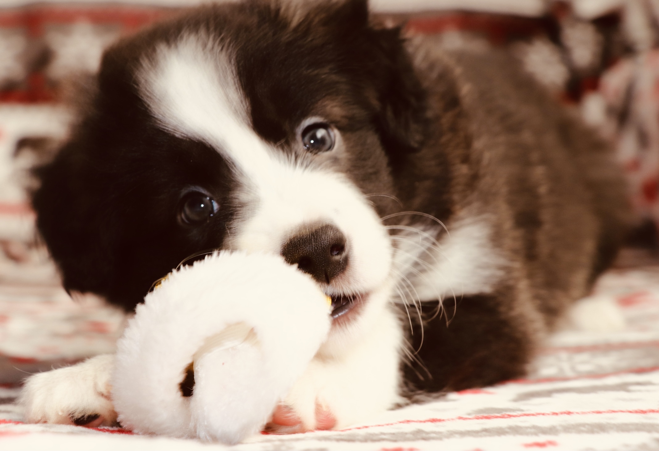 en la imagen se muestra un cachorro border collie con color blanco y negro muy claro, se muestra de frente mirando a la camara