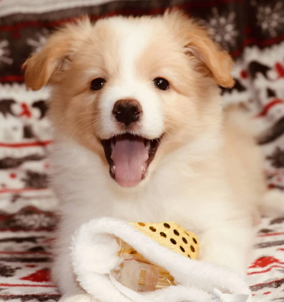 se ve un cachorro border collie con colores blanco y marron muy claro, esta de frente a la camara y con la boca abierta, parece que esta alegre