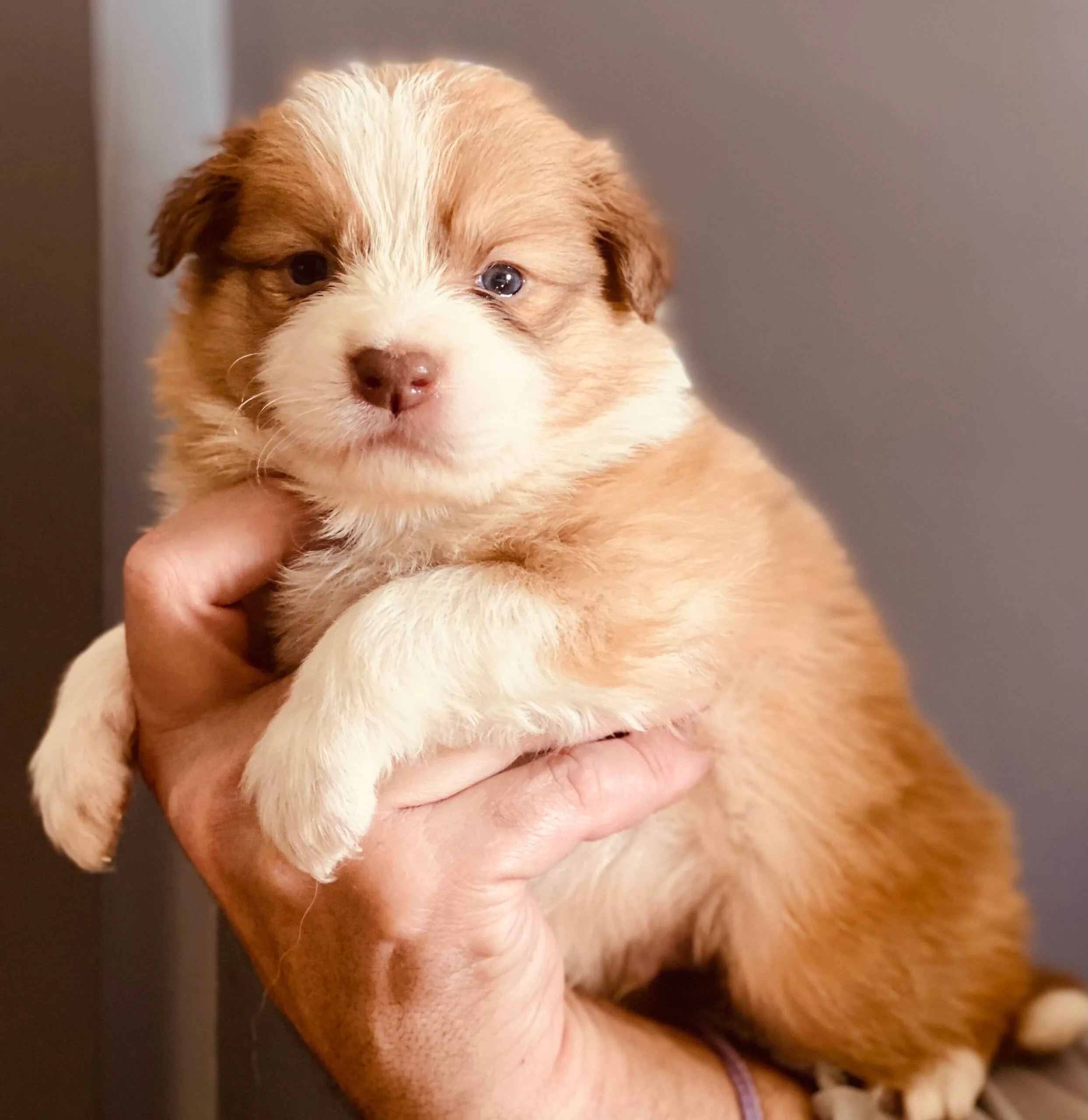 se muestra en la imagen un cachorro border collie con colores blanco y marrron muy claro, es muy pequeño, literalmente el tamaño de una mano adulta, ya que hay una mano cogiendo al cachorro