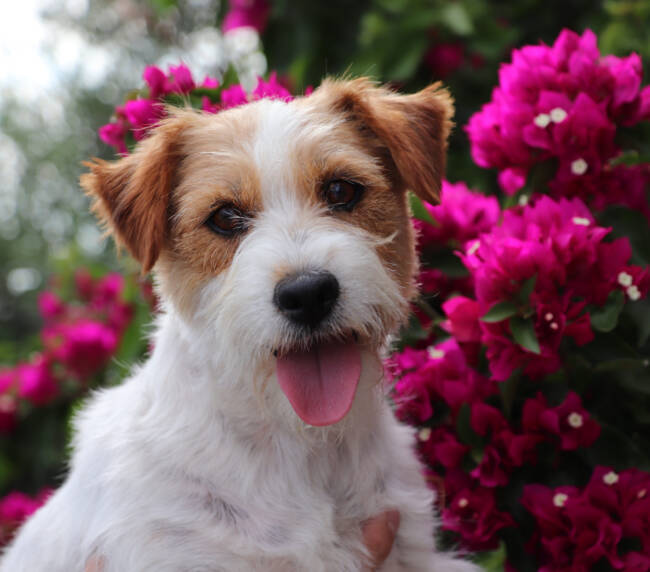 se observa en la siguiente imagen un perro jack russell, con colores blanco en su cuerpo y color canela en su cabeza, se aprecia que esta sacando la lengua y de fondo podemos observar un arbusto con flores rosas violetas