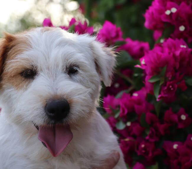 se observa en la imagen un perro jack russell pequeño con colores blanco en el cuerpo y en la parte de una de sus orejas de color canela, ademas se aprecia de fondo un matorral con flores rosas violetas