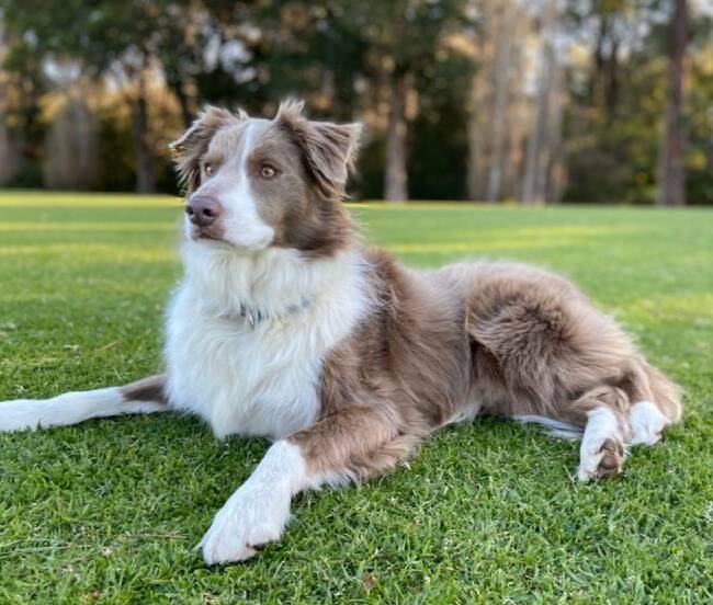 se muestra un border collie color lilac en el cesped